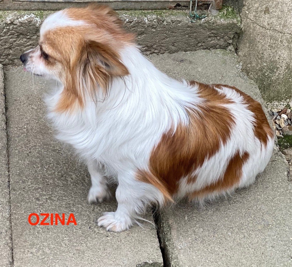 Ozina (Sans Affixe)