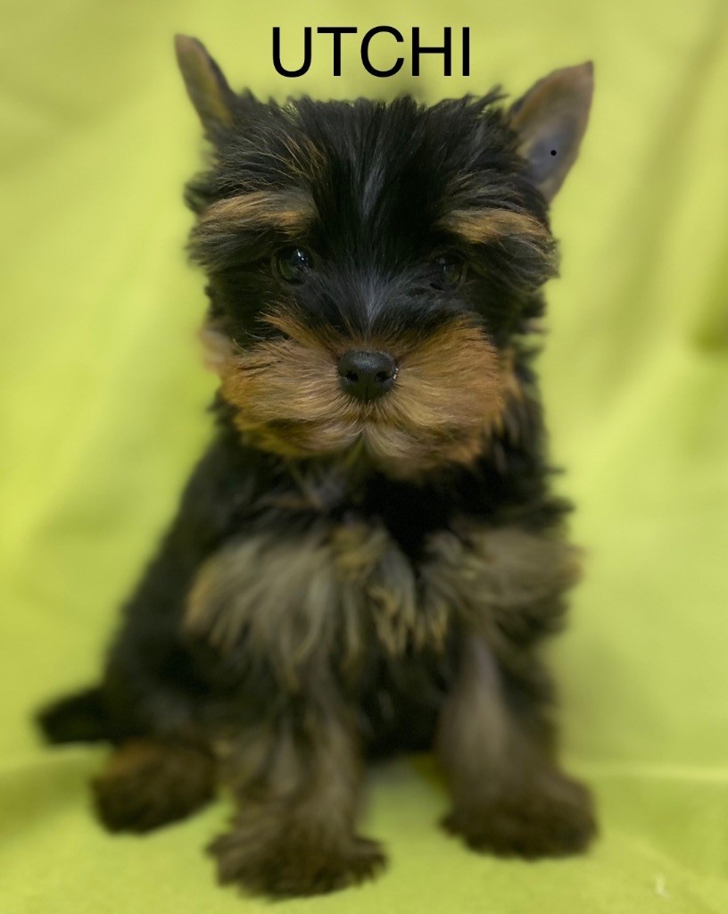 Claudine CRUARD-GUINEHEUX - Chiot disponible  - Yorkshire Terrier