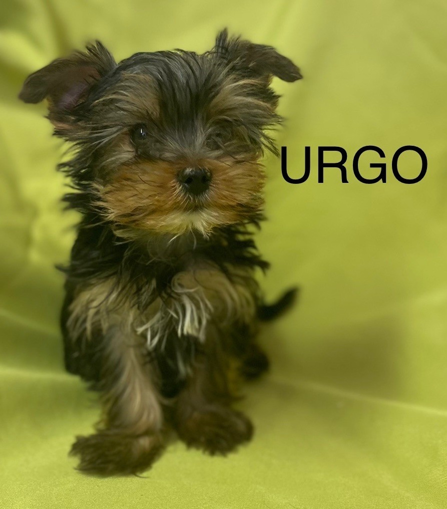 Claudine CRUARD-GUINEHEUX - Chiot disponible  - Yorkshire Terrier