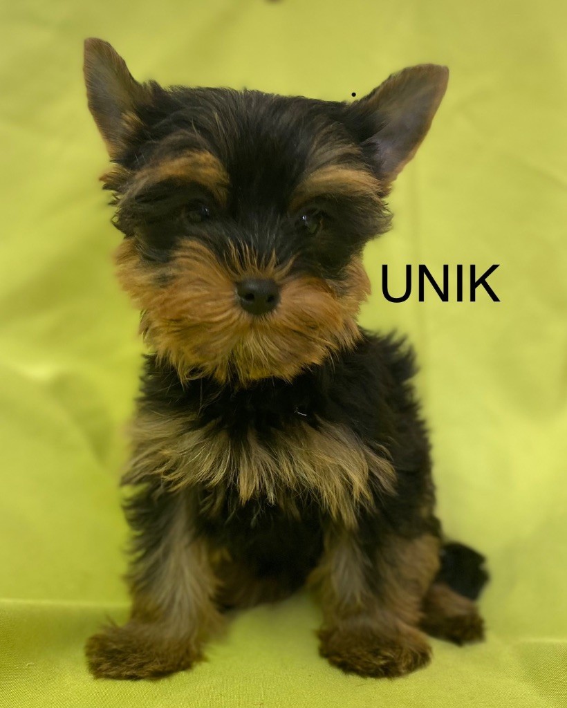 Claudine CRUARD-GUINEHEUX - Chiots disponibles - Yorkshire Terrier