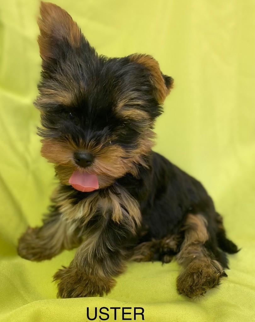 Claudine CRUARD-GUINEHEUX - Chiots disponibles - Yorkshire Terrier